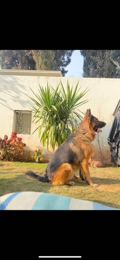 German Shepherd available for stud