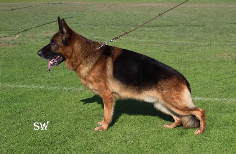 German Shepherd available for stud 2