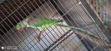 parrot for sell