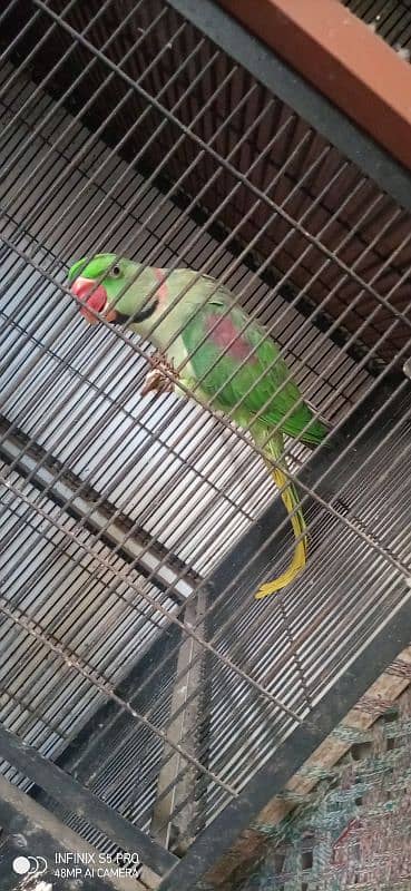 parrot for sell 1