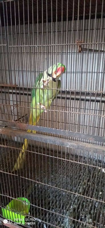 parrot for sell 2