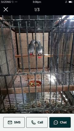 African grey pair