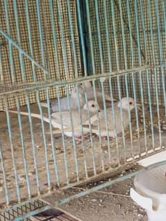 White tail dove's breeder pairs. . 03462099636.