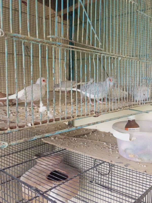 White tail dove's breeder pairs. . 03462099636. 1