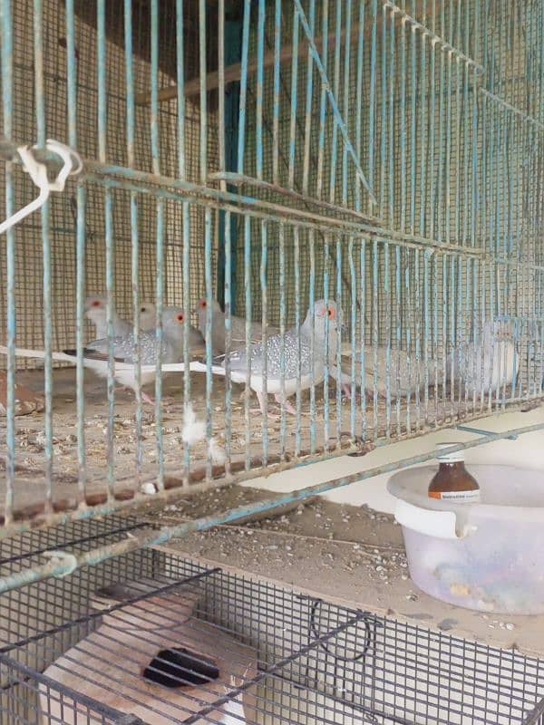 White tail dove's breeder pairs. . 03462099636. 2