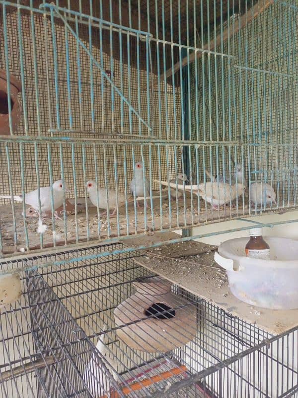 White tail dove's breeder pairs. . 03462099636. 3