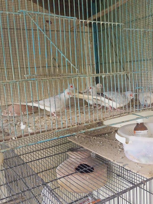 White tail dove's breeder pairs. . 03462099636. 4