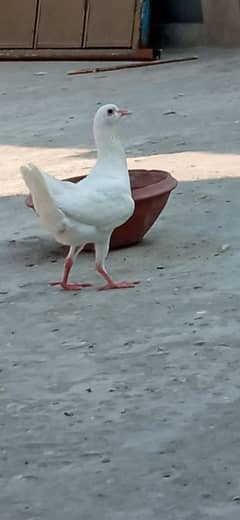 Maltese pigeon female