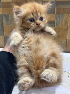 Persian Kittens | Punch Face | Triple Coated | Kittens For Sale