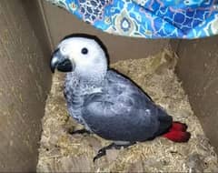 African Grey Parrot checks for sale