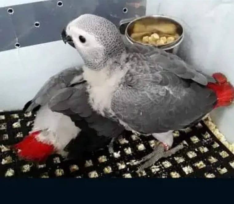 African Grey Parrot checks for sale 2