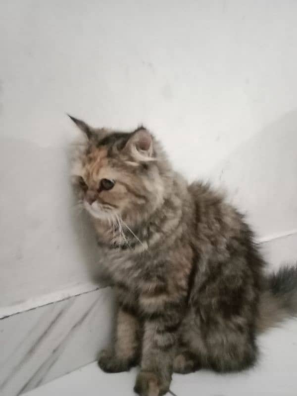 Persian female cat 0