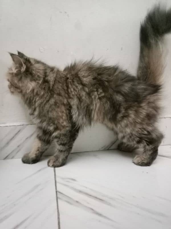 Persian female cat 1