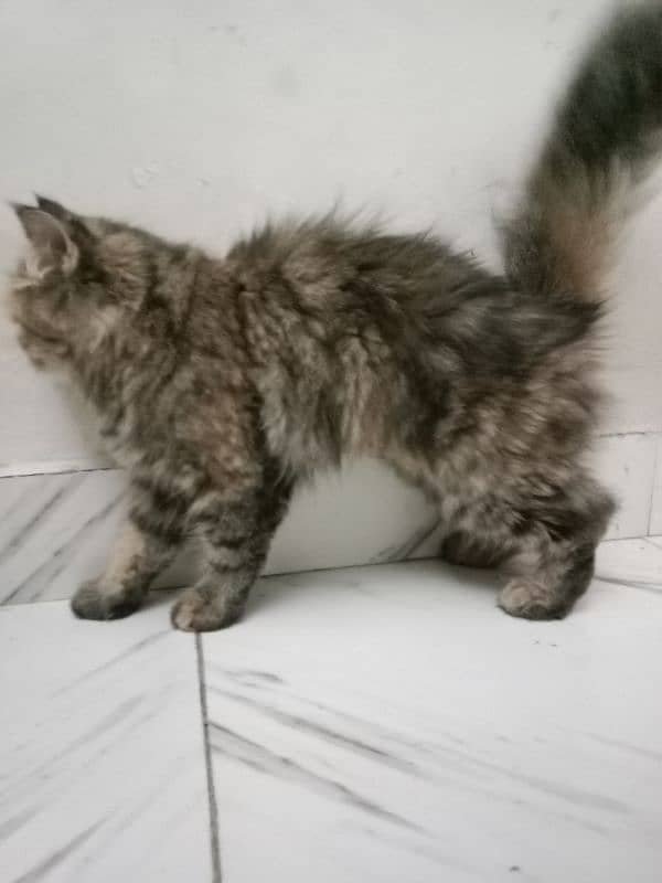 Persian female cat 2