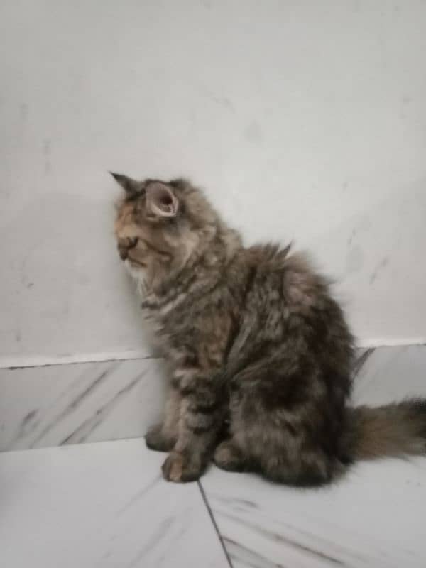 Persian female cat 3