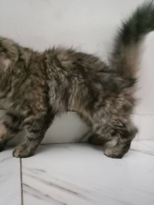 Persian female cat 4