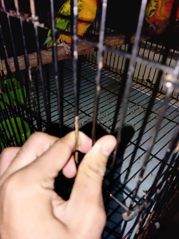 3 /2 /2 cage for sell 7k pr cage 2