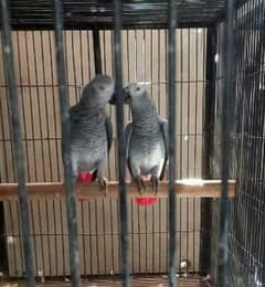 African grey pair