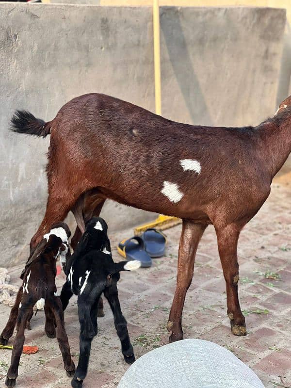 Bakri 4 teeth 3