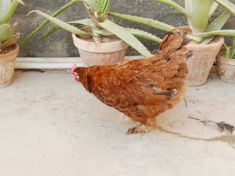 cock hen pair 0