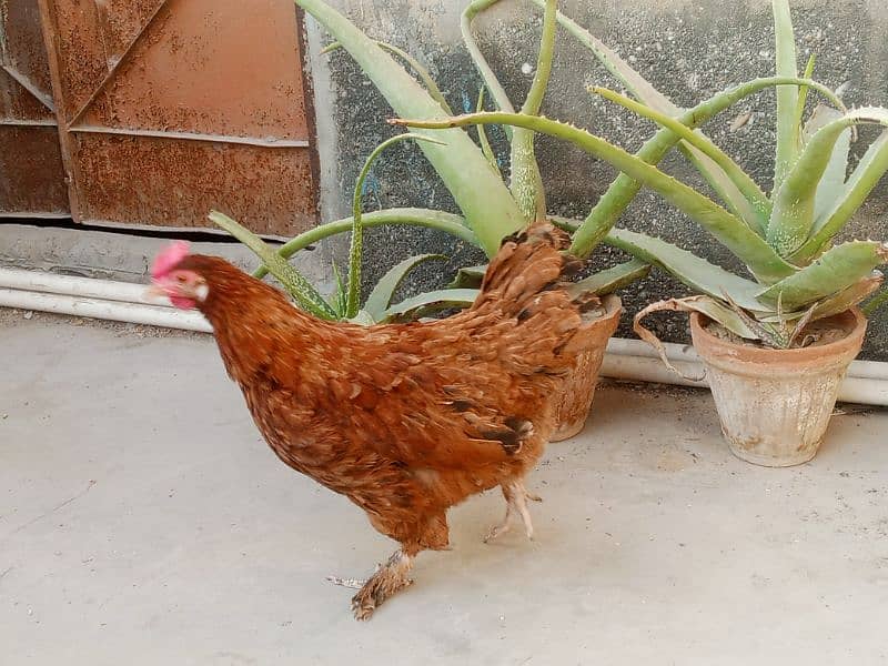 cock hen pair 1