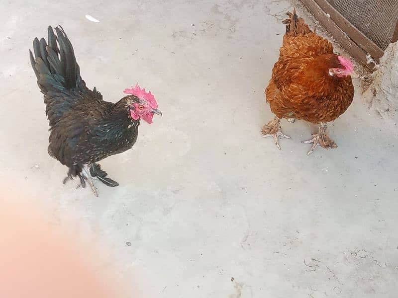 cock hen pair 2