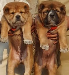 alabai dog pair 2 months for sale security dog