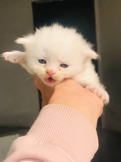 this kitten is 20 days old