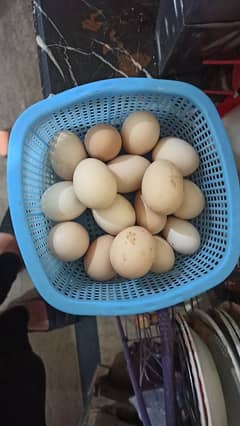 desi eggs available