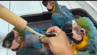 blue macaw chicks healthy active 0329 0972198