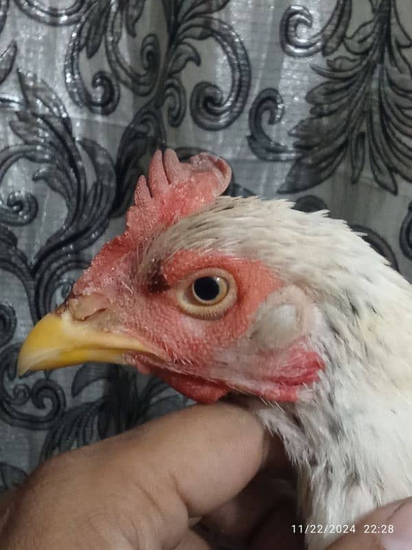 breedr bengaum aseel white Hira Crose female for sale 0