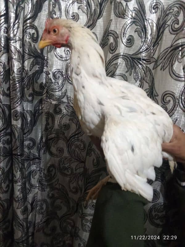 breedr bengaum aseel white Hira Crose female for sale 1