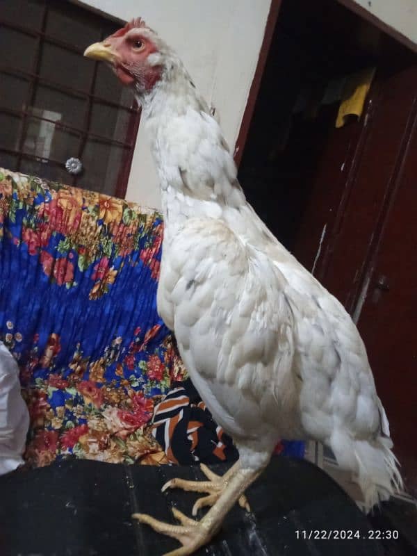 breedr bengaum aseel white Hira Crose female for sale 3