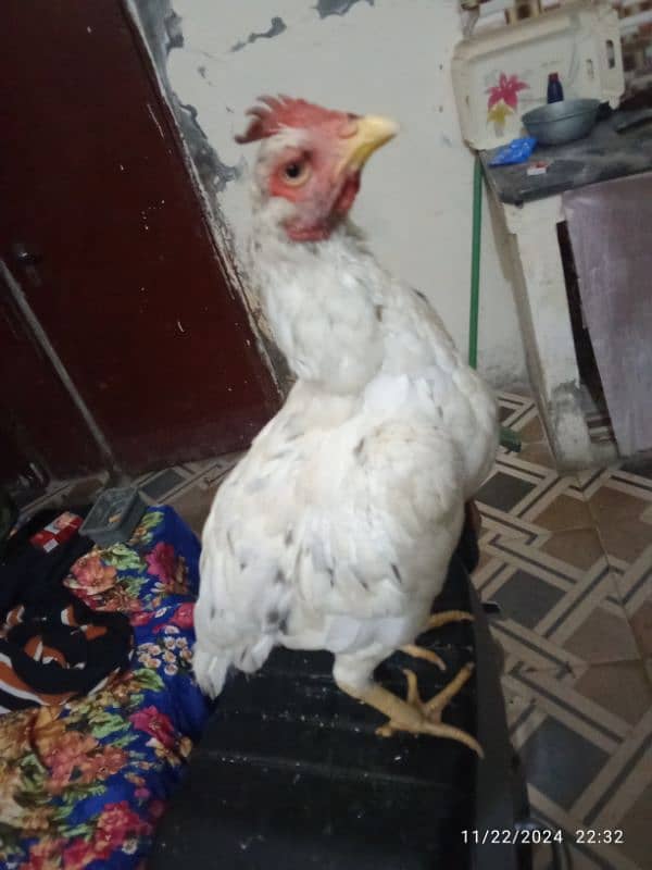 breedr bengaum aseel white Hira Crose female for sale 4