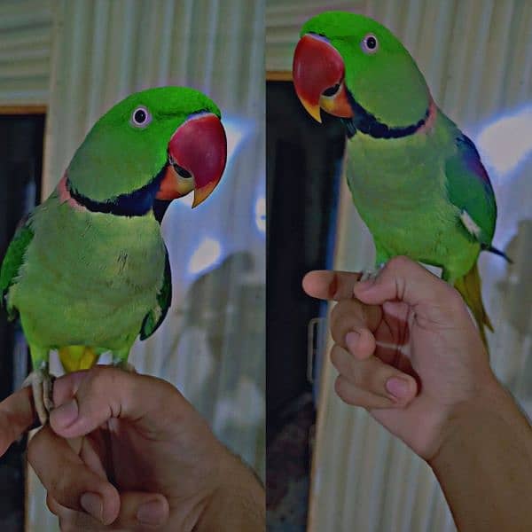 Raw full tame talking parrot never bite neat and clean full jambo size 0