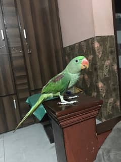 Raw parrot for sale age 5 to 6 months