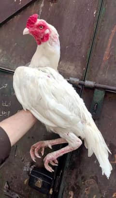 100 and 10 paper white heera aseel breeder female,Madi ,murga ,chicks