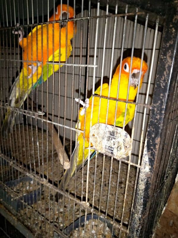 SunConure 100% Breedar Pair 0