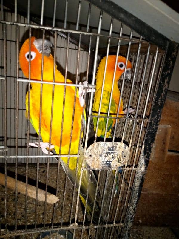 SunConure 100% Breedar Pair 1