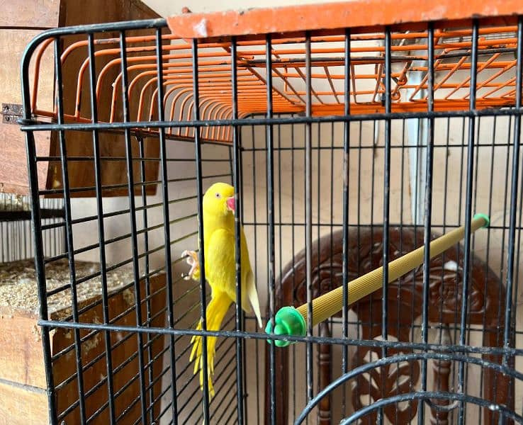 SunConure 100% Breedar Pair 2