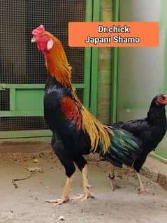 Shamo