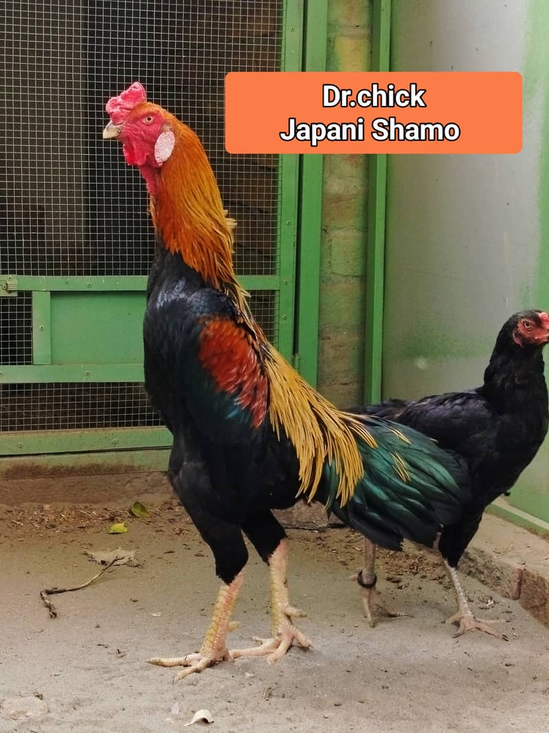 Shamo Japani and German Shamo breed and Heera  available. 0