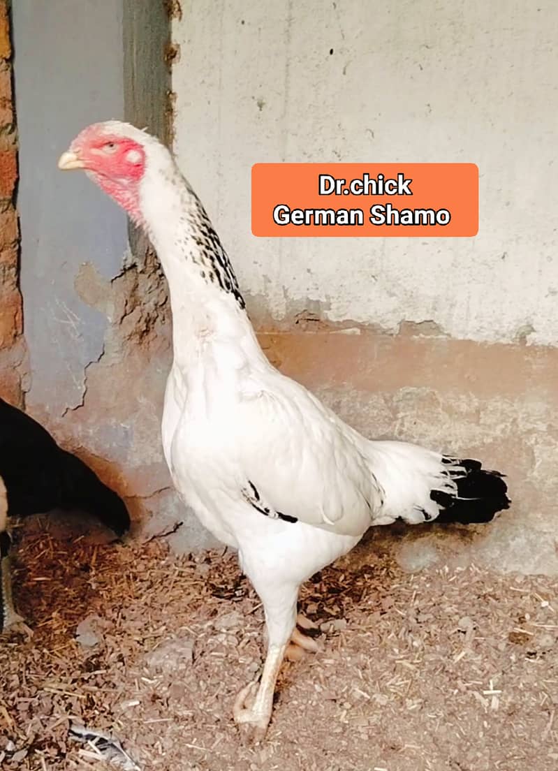 Shamo Japani and German Shamo breed and Heera  available. 1