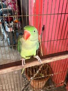 Raw  parrot for sale