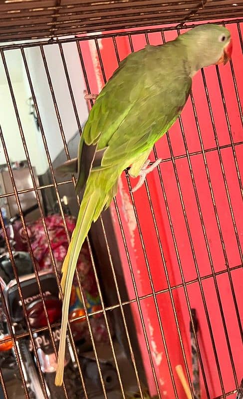 Raw  parrot for sale 1