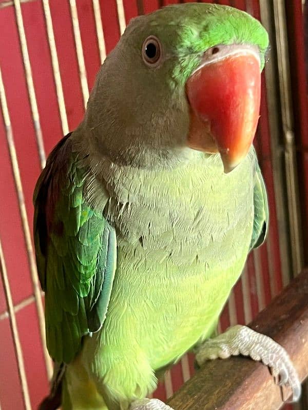 Raw  parrot for sale 2