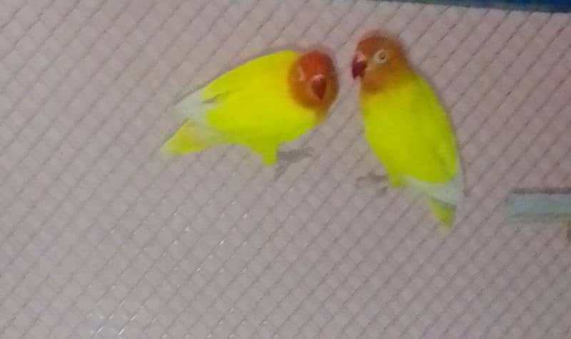 love birds 1