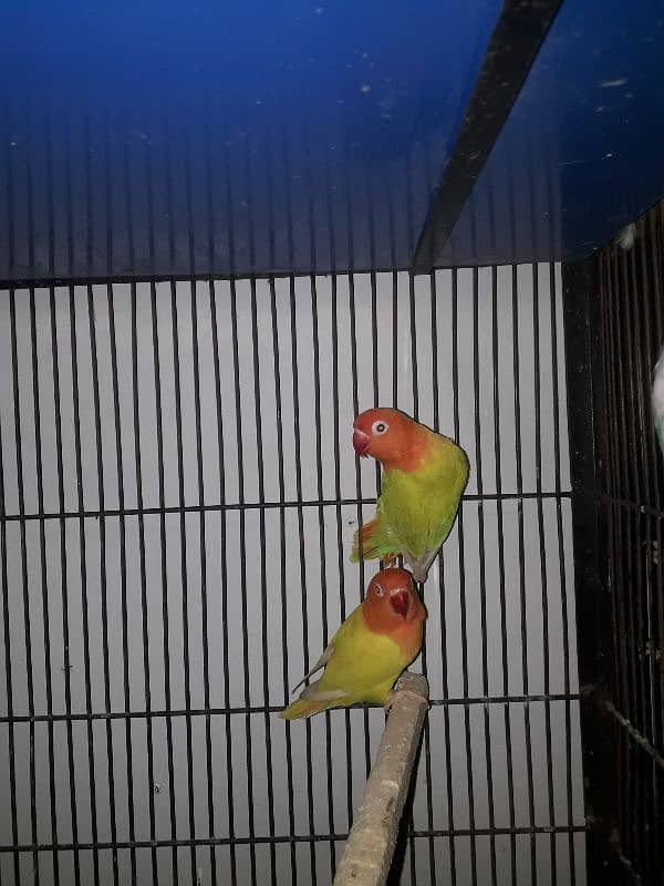 love bird 0