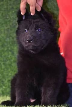 black German Shepherd long coat puppy