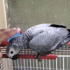 African grey parrot congo size